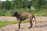 DOGUE ALLEMAND 921